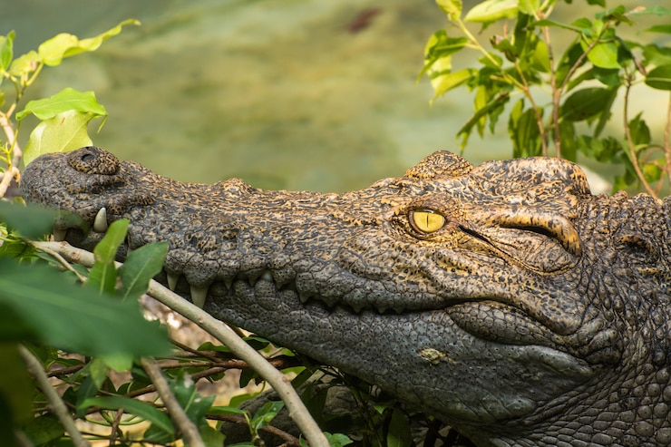 Foto crocodilo