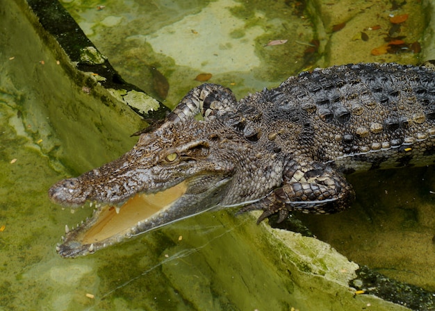 Crocodilo