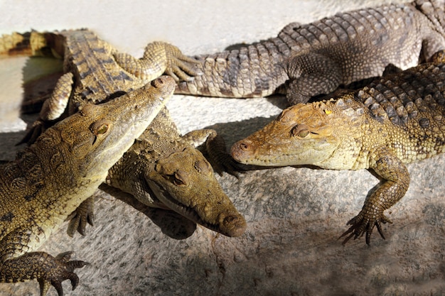 Crocodilos com banho de sol na américa do sul