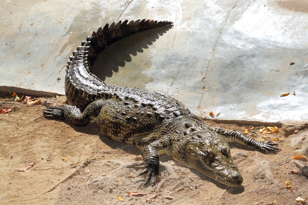 Crocodilos com banho de sol na América do Sul