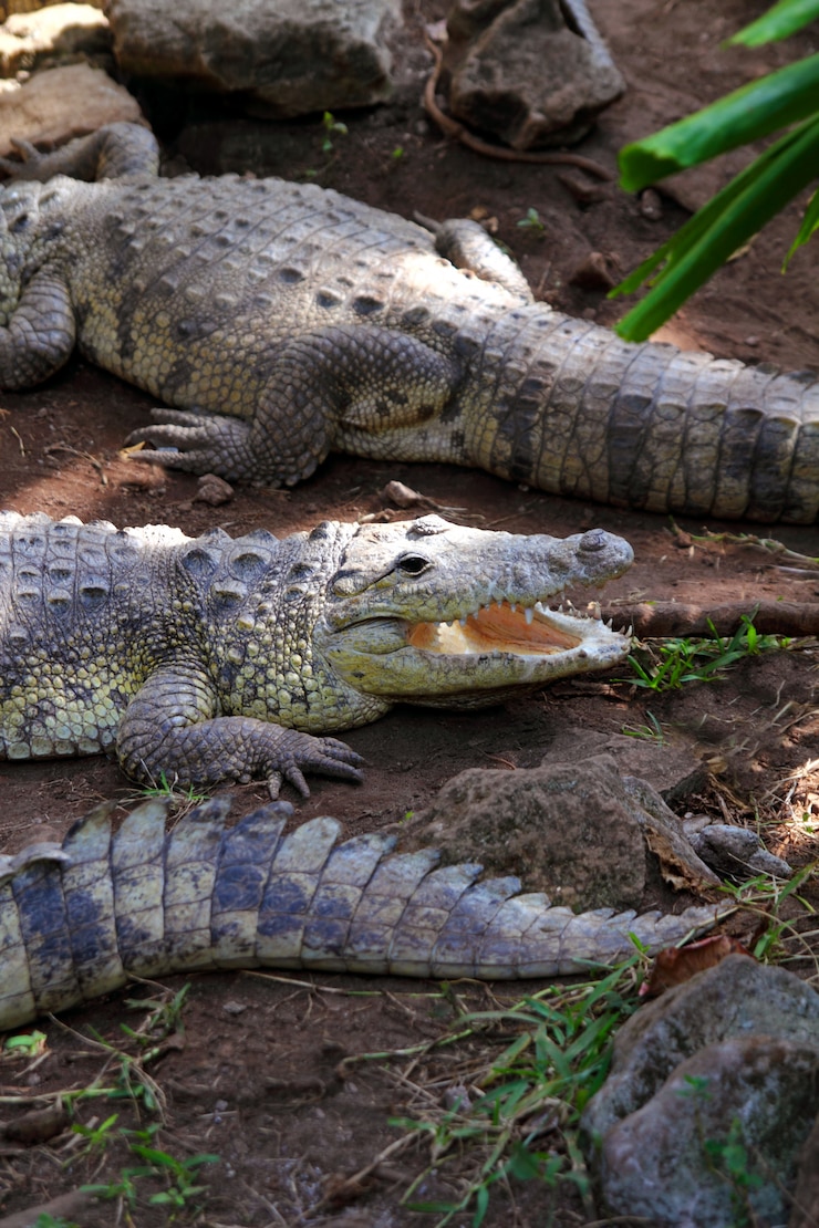 Foto crocodilos com banho de sol na américa do sul