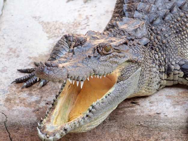 Crocodilos fechem na Tailândia