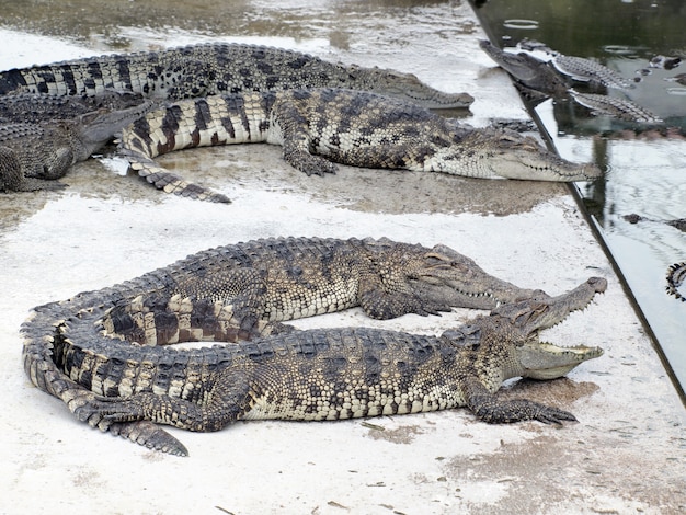 Crocodilos fechem na Tailândia