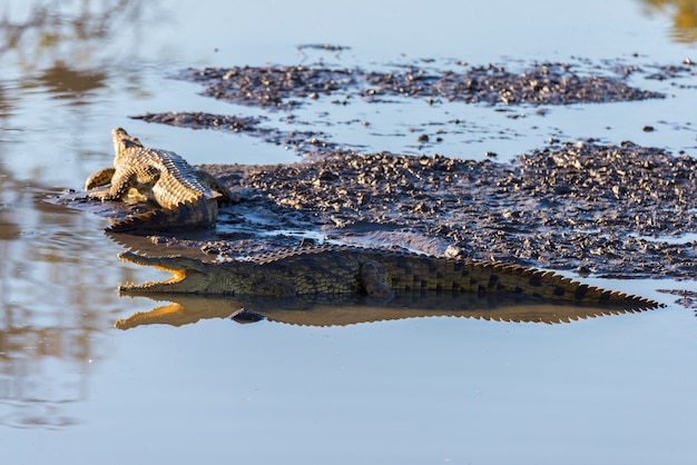 Crocodilos na margem do rio