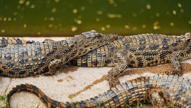 Crocodilos relaxados e descansando no chão