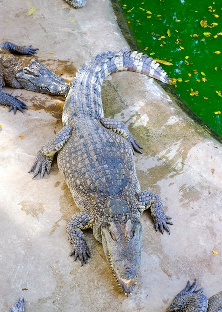 Crocodilos selvagens na margem do rio