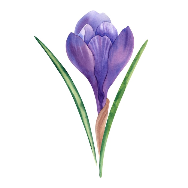 Crocus de acuarela dibujado a mano en primer plano sobre un fondo blanco Una flor de primavera Fiestas de Pascua Belleza y moda Clipart para diseñadores imprimiendo en una tarjeta postal