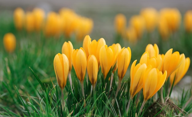 Crocus amarillo en un jardín.