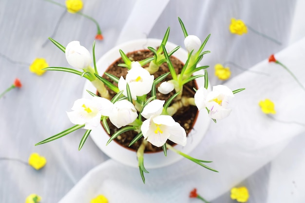 Crocus, azafranes plurales o croci es un género de plantas con flores en la familia del iris. Un solo azafrán, un montón de azafranes, un prado lleno de azafranes, azafrán de primer plano. Azafrán sobre un fondo blanco.