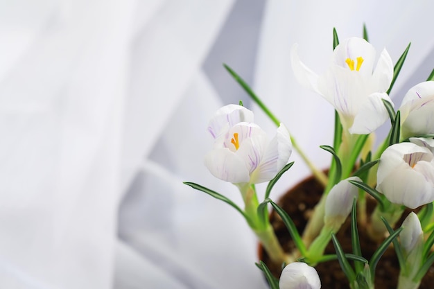 Crocus, azafranes plurales o croci es un género de plantas con flores en la familia del iris. Un solo azafrán, un montón de azafranes, un prado lleno de azafranes, azafrán de primer plano. Azafrán sobre un fondo blanco.