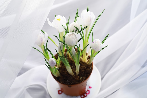 Crocus, crocuses plural o croci es un género de plantas con flores de la familia del iris. Un solo azafrán, un manojo de azafranes, un prado lleno de azafranes, crocus de cerca. Crocus sobre un fondo blanco.