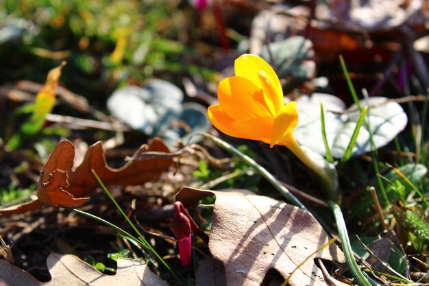 Crocus flavus es una especie de planta con flores del género Crocus de la familia Iridaceae.