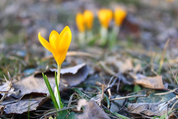 Crocus flavus es una especie de planta con flores del género Crocus de la familia Iridaceae.