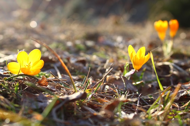 Crocus flavus florece en la hierba con el sol brillando sobre ella