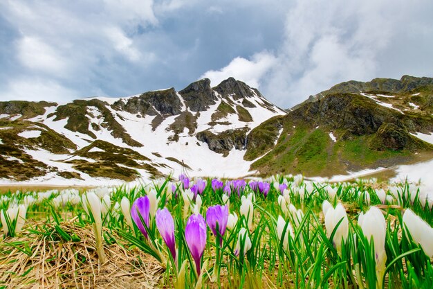 Crocus florece en los Alpes, donde la nieve se retira