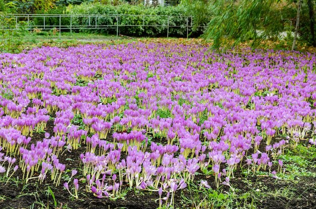 Crocus florece en grandes cantidades en el verano en el parque.