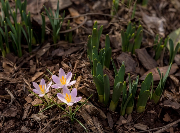 Crocus florece en tierra y mantillo de jardín