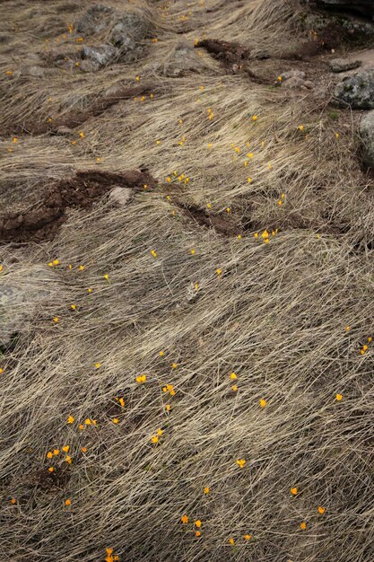 crocus flores