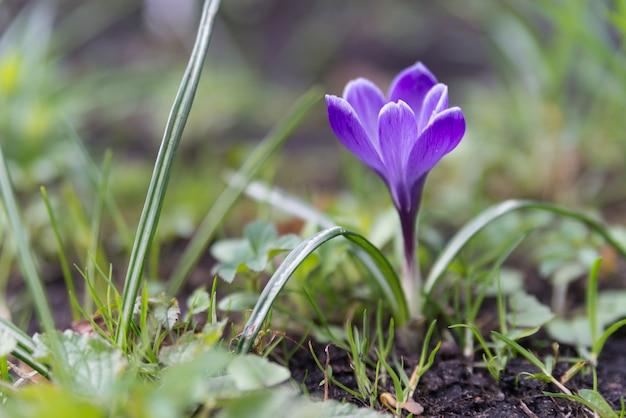 Crocus flover con hierba