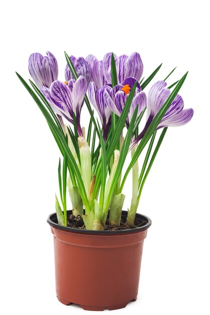 Crocus in a pot - flores frescas da primavera.