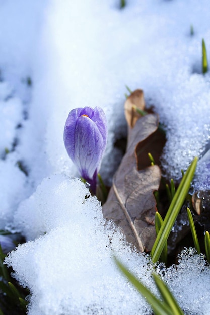 Crocus bajo la nieve las primeras flores de primavera