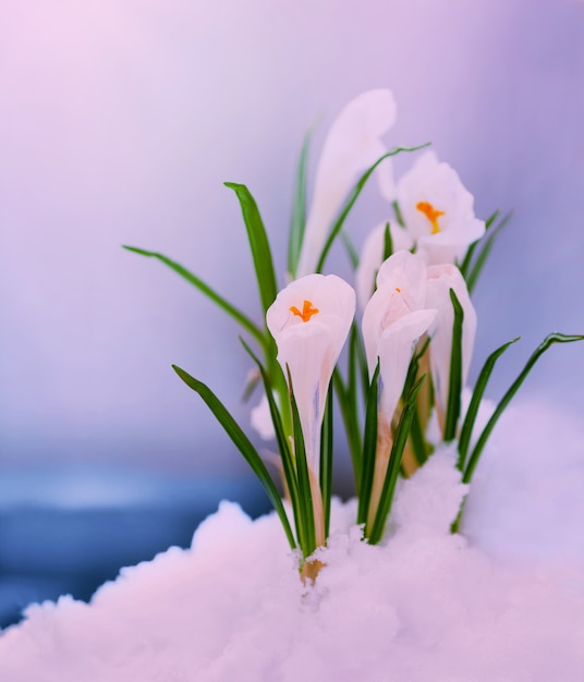 Crocus en la nieve