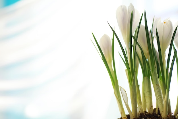 Crocus, plural açafrões ou croci é um gênero de plantas com flores da família da íris. Um único açafrão, um bando de açafrões, um prado cheio de açafrões, açafrões em close-up. Açafrão em um fundo branco.