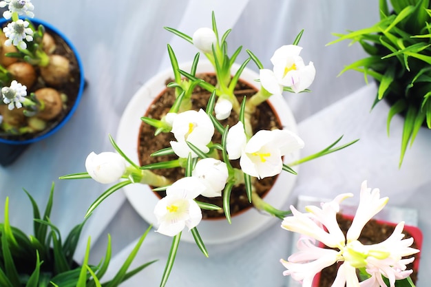 Crocus, Plural Crocuses oder Croci ist eine Gattung von Blütenpflanzen in der Familie der Schwertlilien. Ein einzelner Krokus, ein Haufen Krokusse, eine Wiese voller Krokusse, Nahaufnahmekrokusse. Krokus auf weißem Hintergrund.