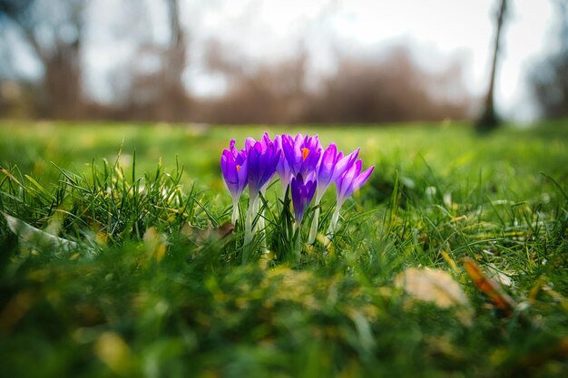 Crocus en un prado en la luz suave y cálida flores de primavera que anuncian la primavera flores