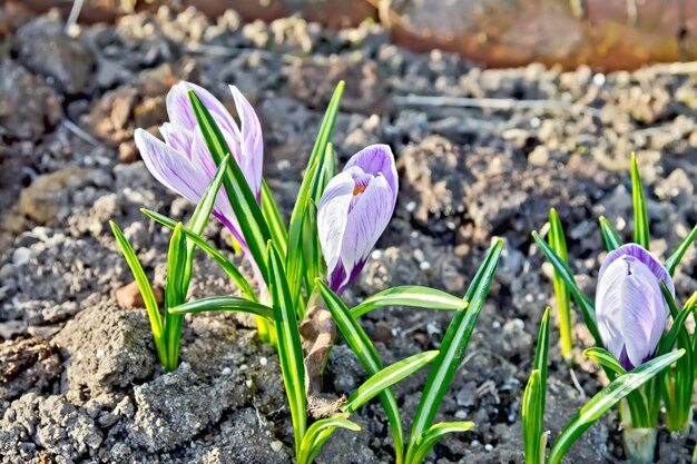 Crocus rayado violeta claro con hojas verdes sobre un fondo de suelo marrón