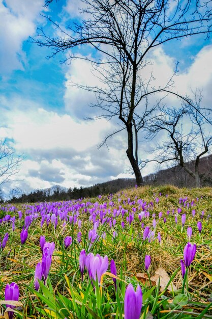 Foto crocus roxos no prado