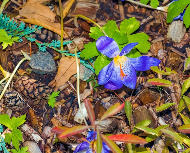 Crocus serotinus, der späte Crocus, ist eine Art Blütenpflanze