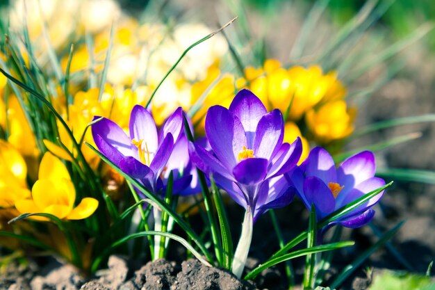 el crocus violeta en el crocus amarillo en primavera la familia de los crocus