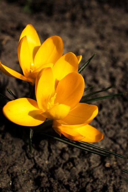 Foto crocuses amarelos em flor crocuses como símbolo da primavera crocuses amarelos em flor