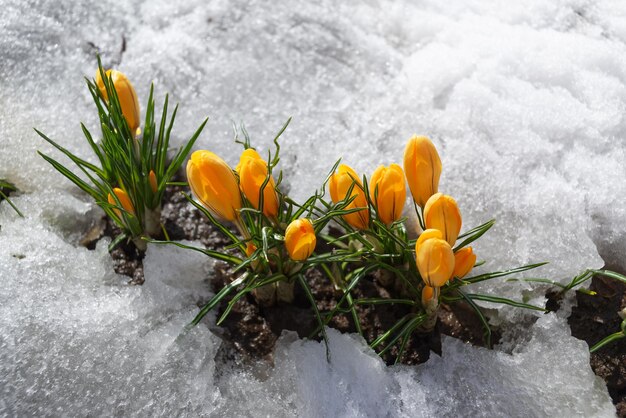 Foto crocuses amarelos na neve