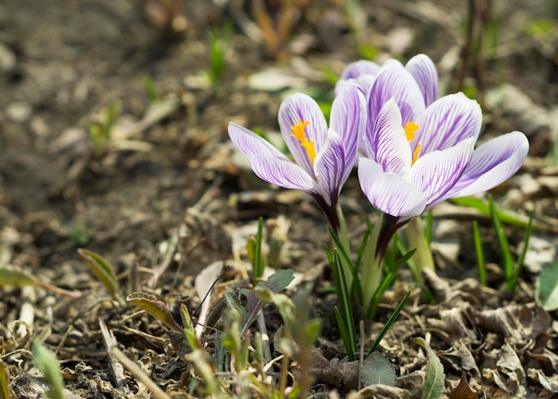 Crocuses closeup para fundo e publicidade 7