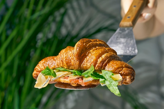 Croissant-Sandwich mit Brie-Käse, Rucola. Hartes Licht. weißer Hintergrund