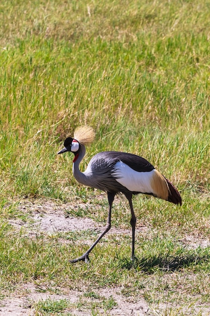 Foto crone crane en la orilla. tanzania, áfrica