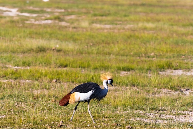 Crone grúa en la costa. Amboseli, Kenia