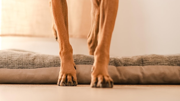 Crop Boxer Hund sitzt auf Haustierbett und geht tagsüber im hellen Raum zu Hause spazieren