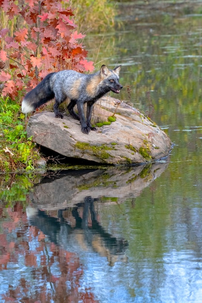 Cross Fox en otoño con reflejo en el agua