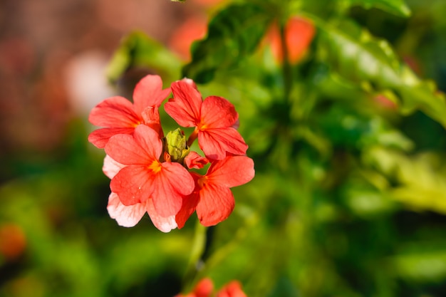 Crossandra flor no campo indiano