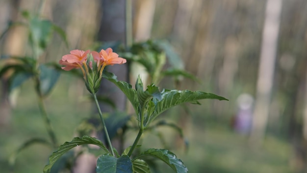 Crossandra infundibuliformis, auch bekannt als Firecracker Flower, ist eine blühende Pflanzenart aus der Familie der Acanthaceae, die in Südindien und Sri Lanka beheimatet ist