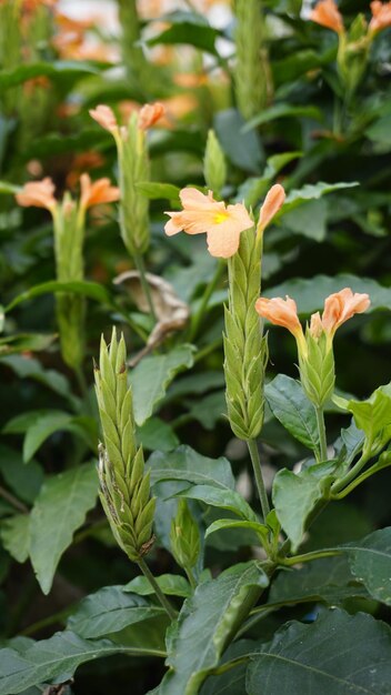 Crossandra infundibuliformis también conocida como flor de petardo es una especie de planta con flores de la familia Acanthaceae