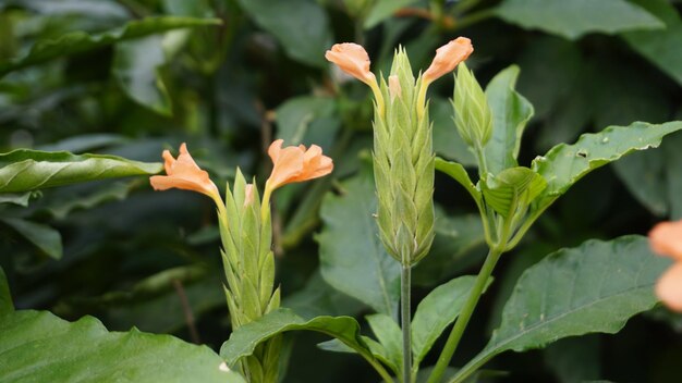 Crossandra infundibuliformis también conocida como flor de petardo es una especie de planta con flores de la familia Acanthaceae