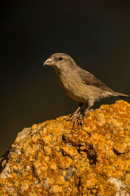 Crossbill común hembra Loxia curvirostra posado sobre una roca Alicante España