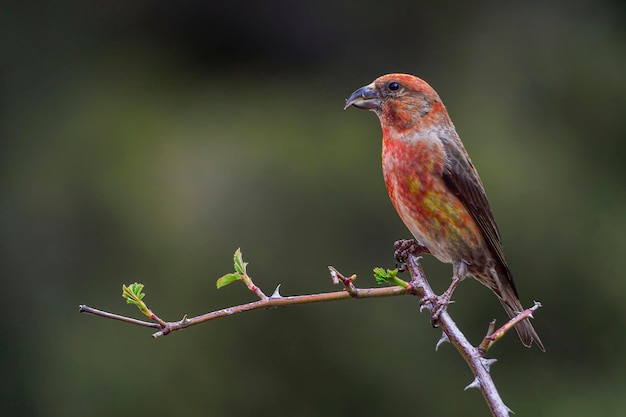 Crossbill o Loxia curvirostra, ave paseriforme de la familia de los pinzones.