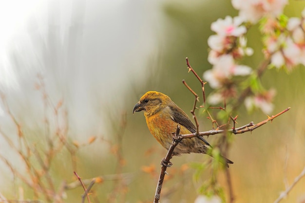 Crossbill o Loxia curvirostra, ave paseriforme de la familia de los pinzones.