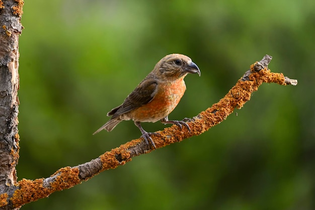 Crossbill o Loxia curvirostra pájaro paseriforme de la familia de los pinzones