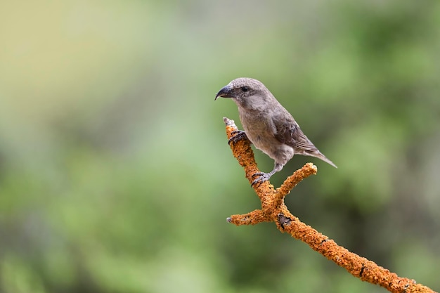 Crossbill o Loxia curvirostra pájaro paseriforme de la familia de los pinzones